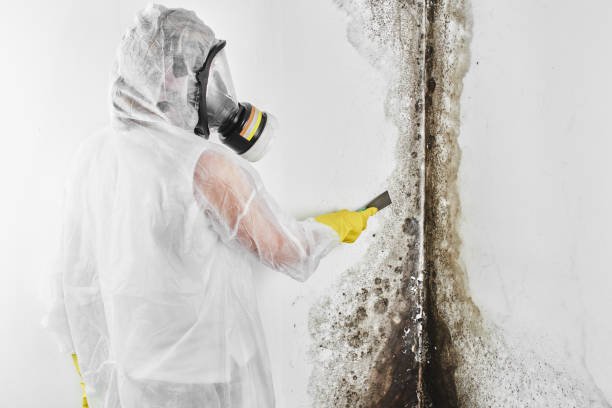 Best Professional Mold Removal  in Island Walk, FL