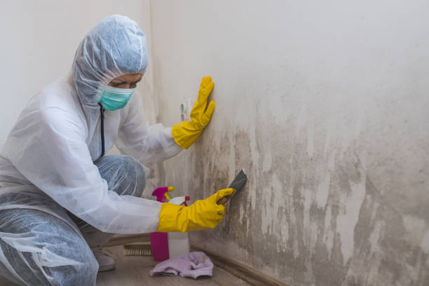 Best Black Mold Removal  in Island Walk, FL