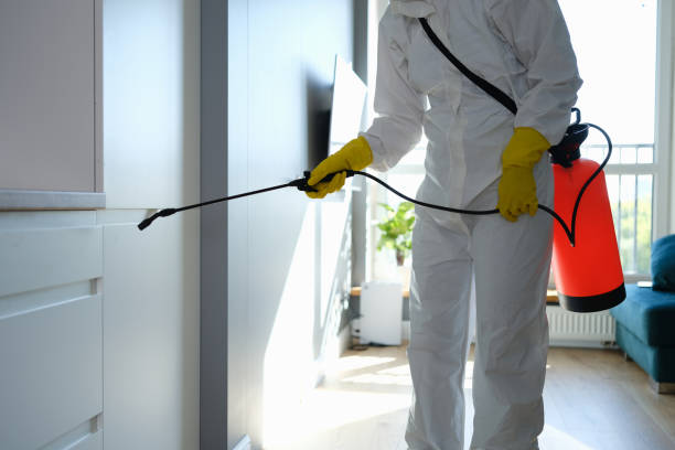 Best Attic Mold Removal  in Island Walk, FL