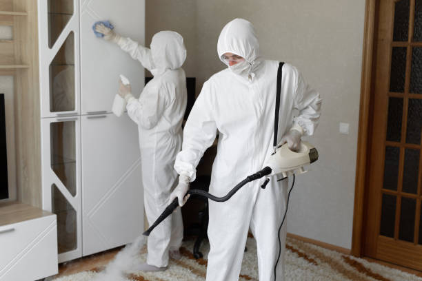 Mold Removal Process in Island Walk, FL