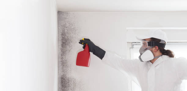 Crawl Space Mold Removal in Island Walk, FL