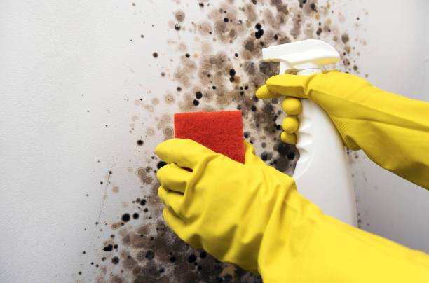 Professional Mold Removal in Island Walk, FL