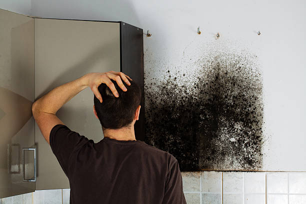Best Commercial Mold Removal  in Island Walk, FL